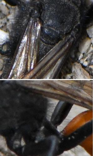 Réf. 280 416 : Podalonia hirsuta